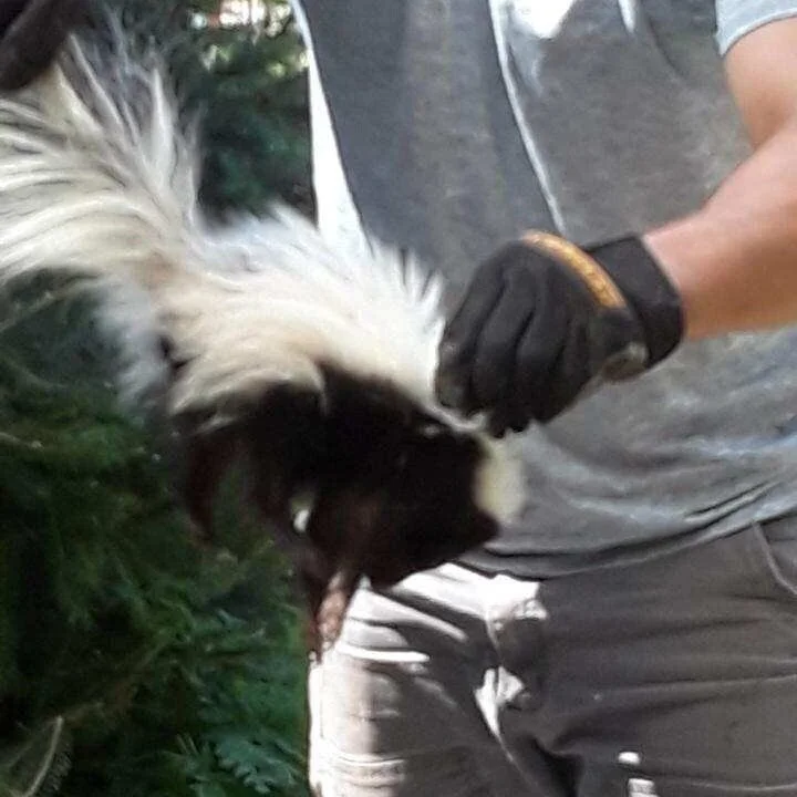 Skunk Removal
