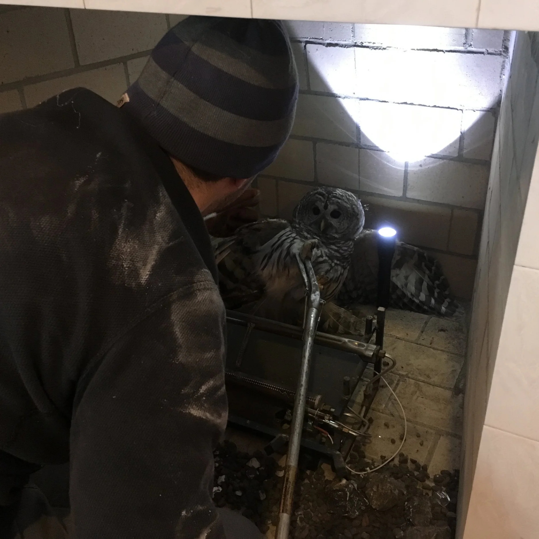 Owl Catch &amp; Release