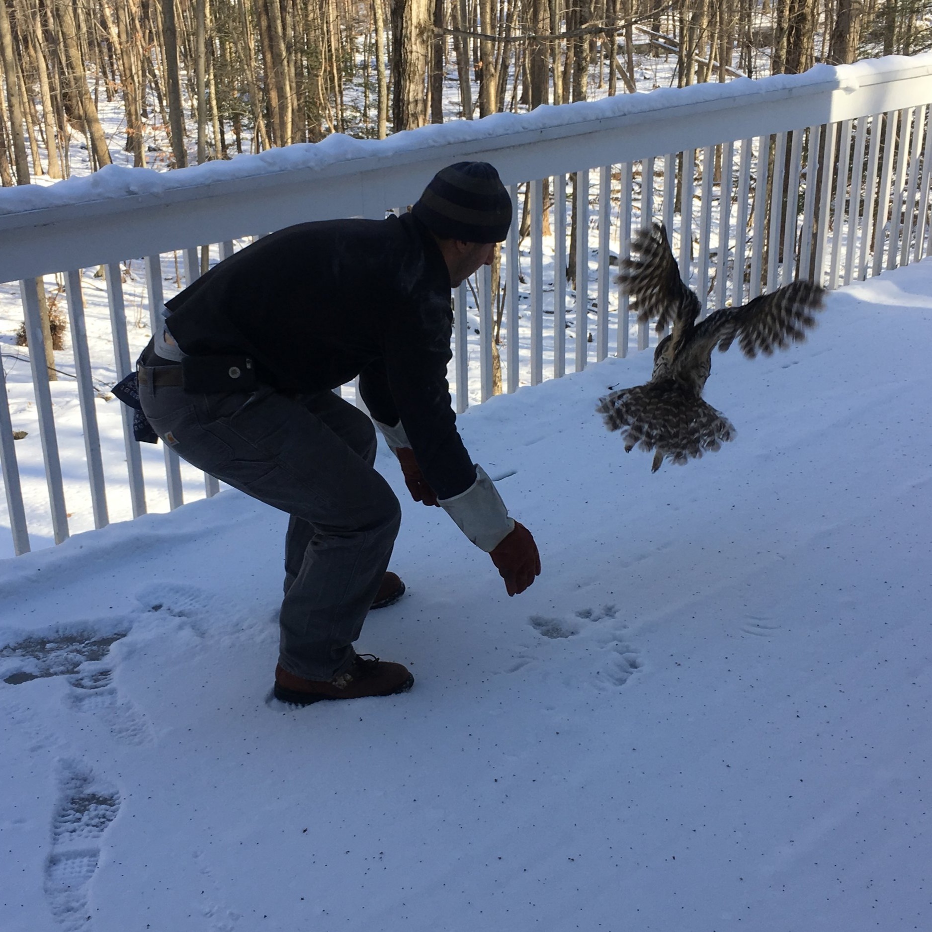 Owl Catch &amp; Release