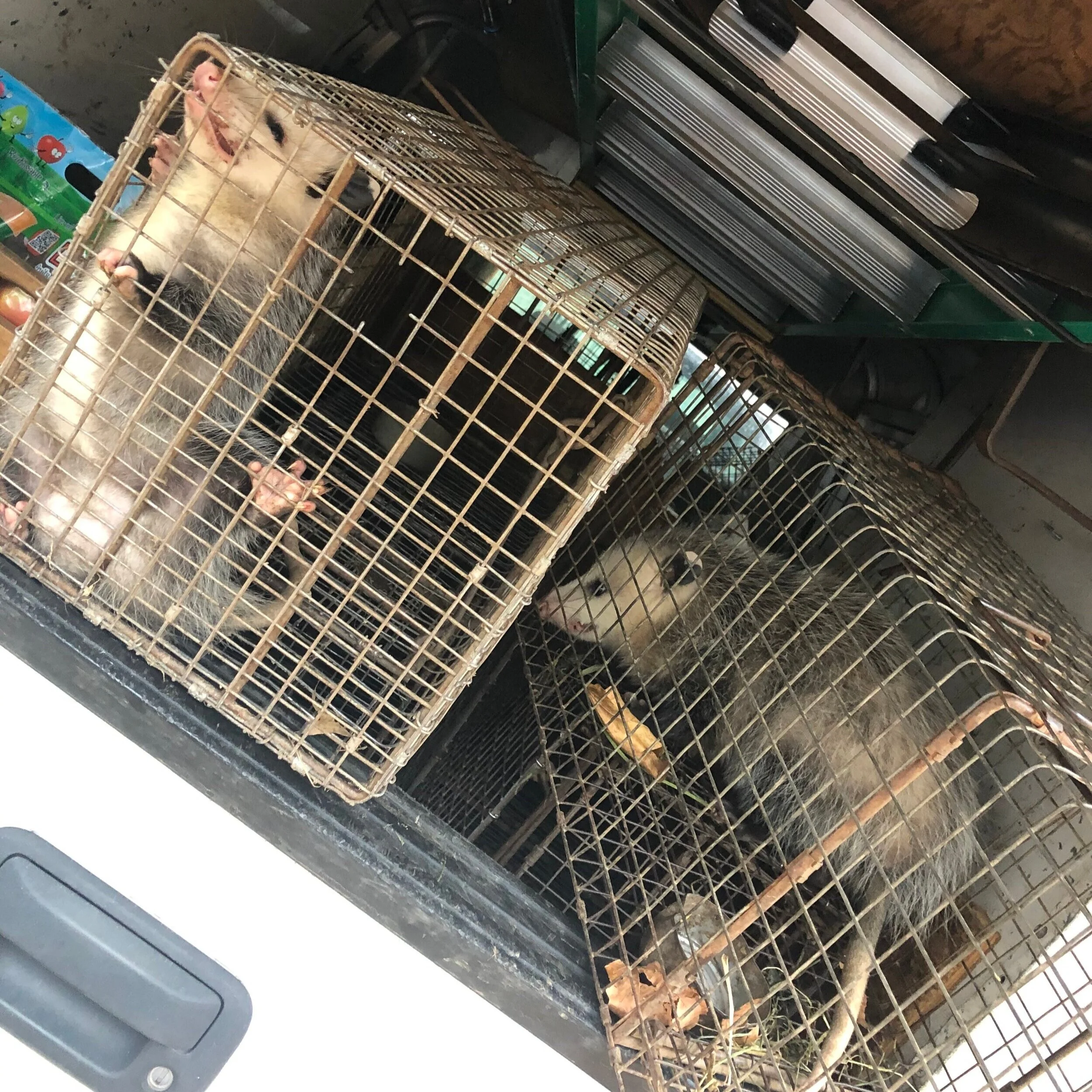 Opossum Trapping