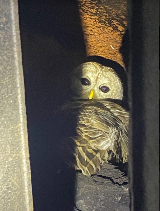 Southington Owl 1.PNG
