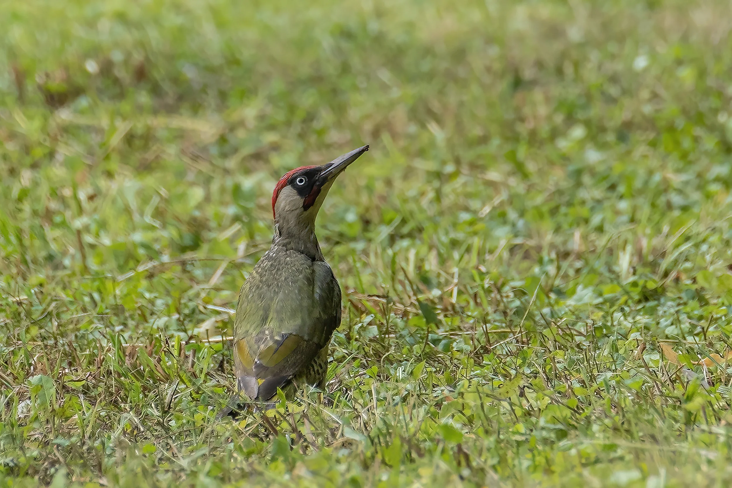 Safely Capturing a Red-Headed Flicker Removed from a chimney