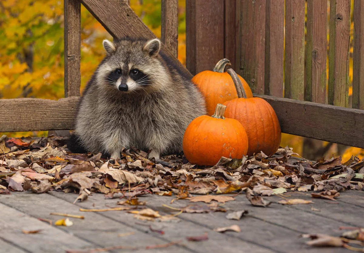 Navigating Fall Wildlife Behavior: Home Preparedness Tips for October
