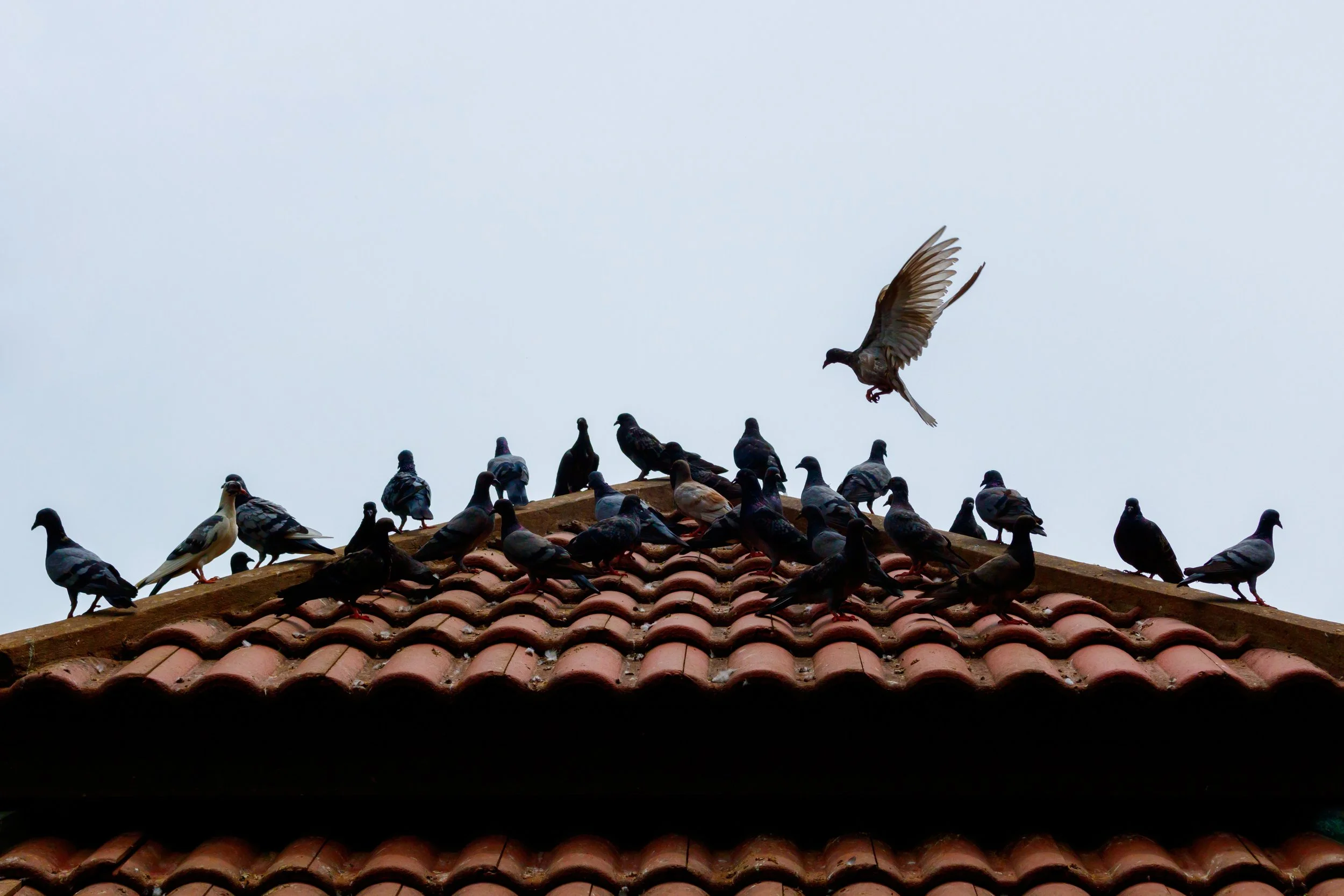 Preventing Nuisance Birds: How A Bird Shock Track System Can Keep Roofs Pest-Free