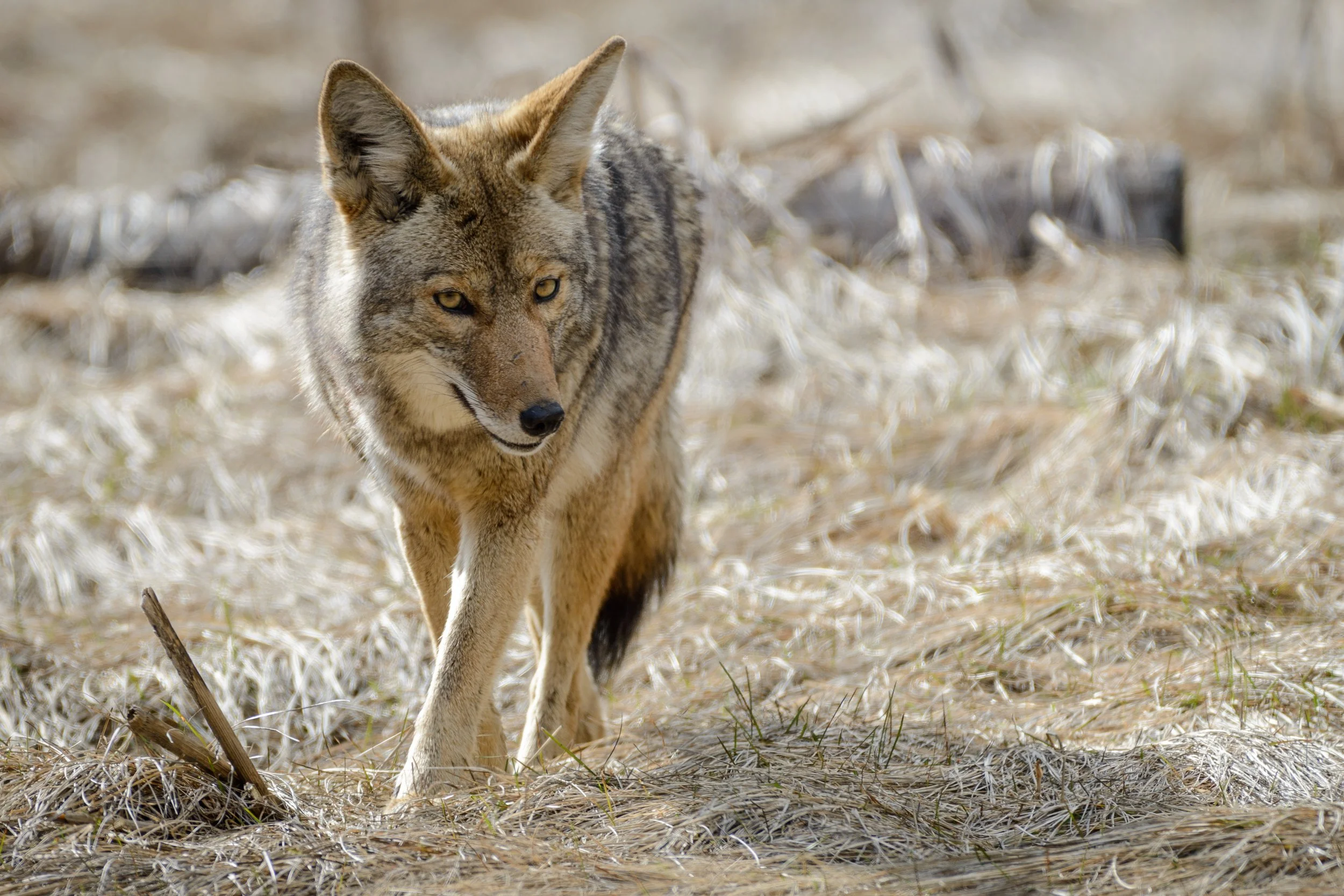Understanding Connecticut's Coyotes: Coexisting with Wildlife Control Services LLC