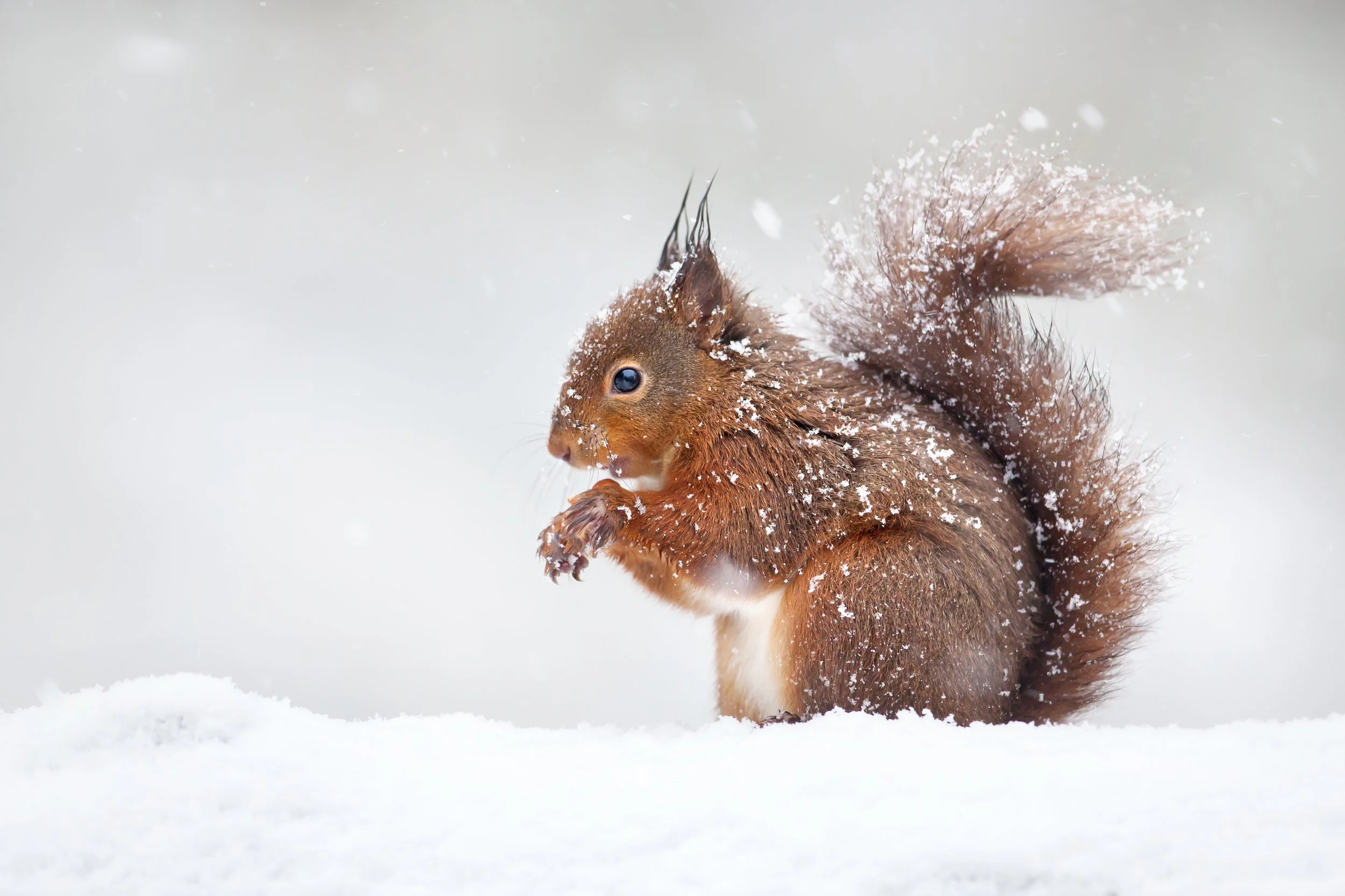 Welcoming a Wild New Year: Winter Tips for Coexistence with Wildlife Control Services LLC