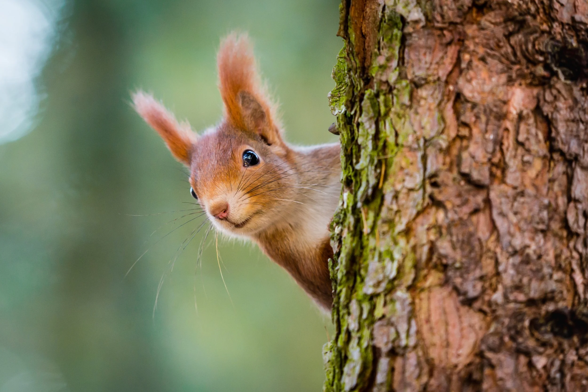 Spring's Spirited Visitor: The Red Squirrel