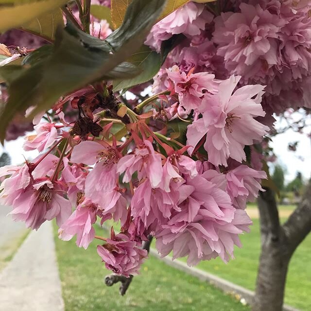 Fell hard for these today. Can you tell me the name of the tree? Decided that an embarrassment of blossoming trees is my favorite thing about living in the Pacific Northwest.

#pnw #pnwliving #tacoma #helloiloveyoucanyoutellmeyourname