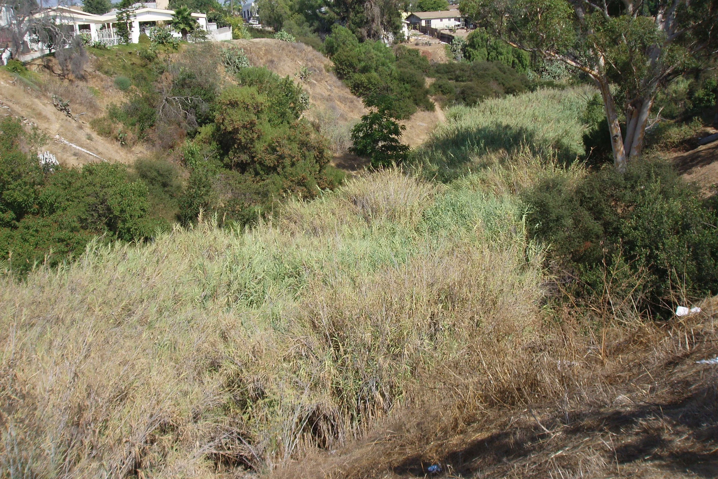 BEFORE: Olivia Canyon (formerly 47th Street Canyon) in City Heights in 2009, filled with the incredibly invasive species, Giant Reed ( Arundo donax ).