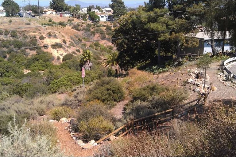 AFTER: Swan Canyon in 2013 after extensive habitat restoration and trail installation conducted by SDCL and Ocean Discovery Institute. See brown Parks & Recreation sign for reference.