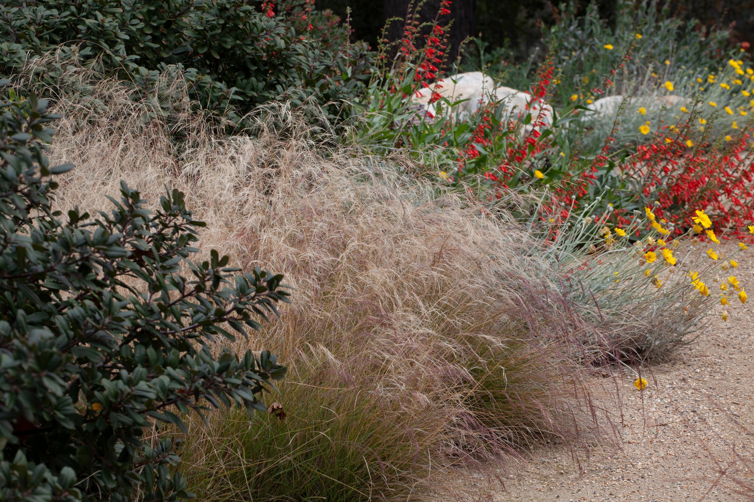 SAXON Aristida purpurea and other natives at the CA Botanic Garden penisetum alternative.jpg