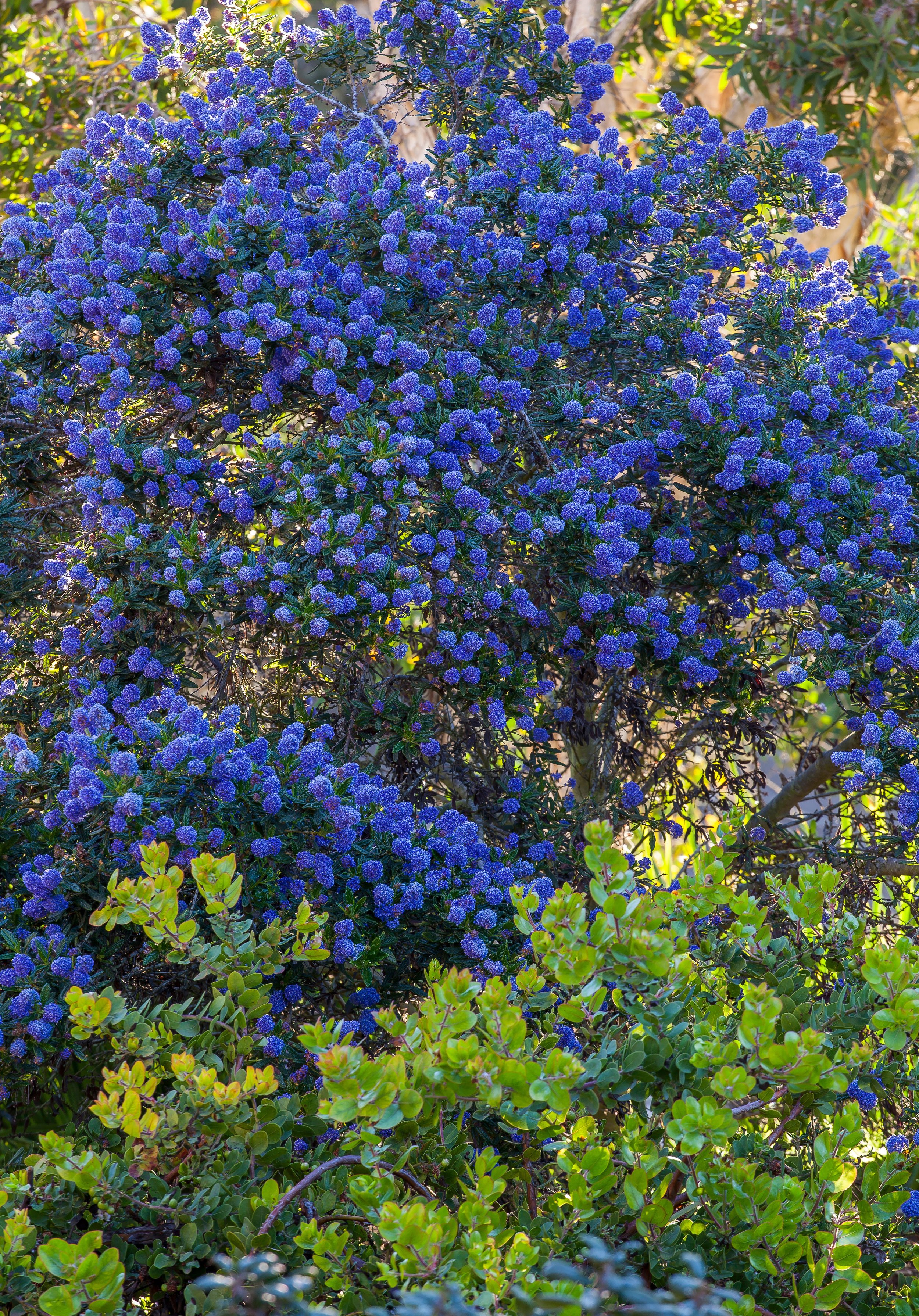 SAXON Ceanothus Wheeler Canyon w Manzanita cultivar.jpg