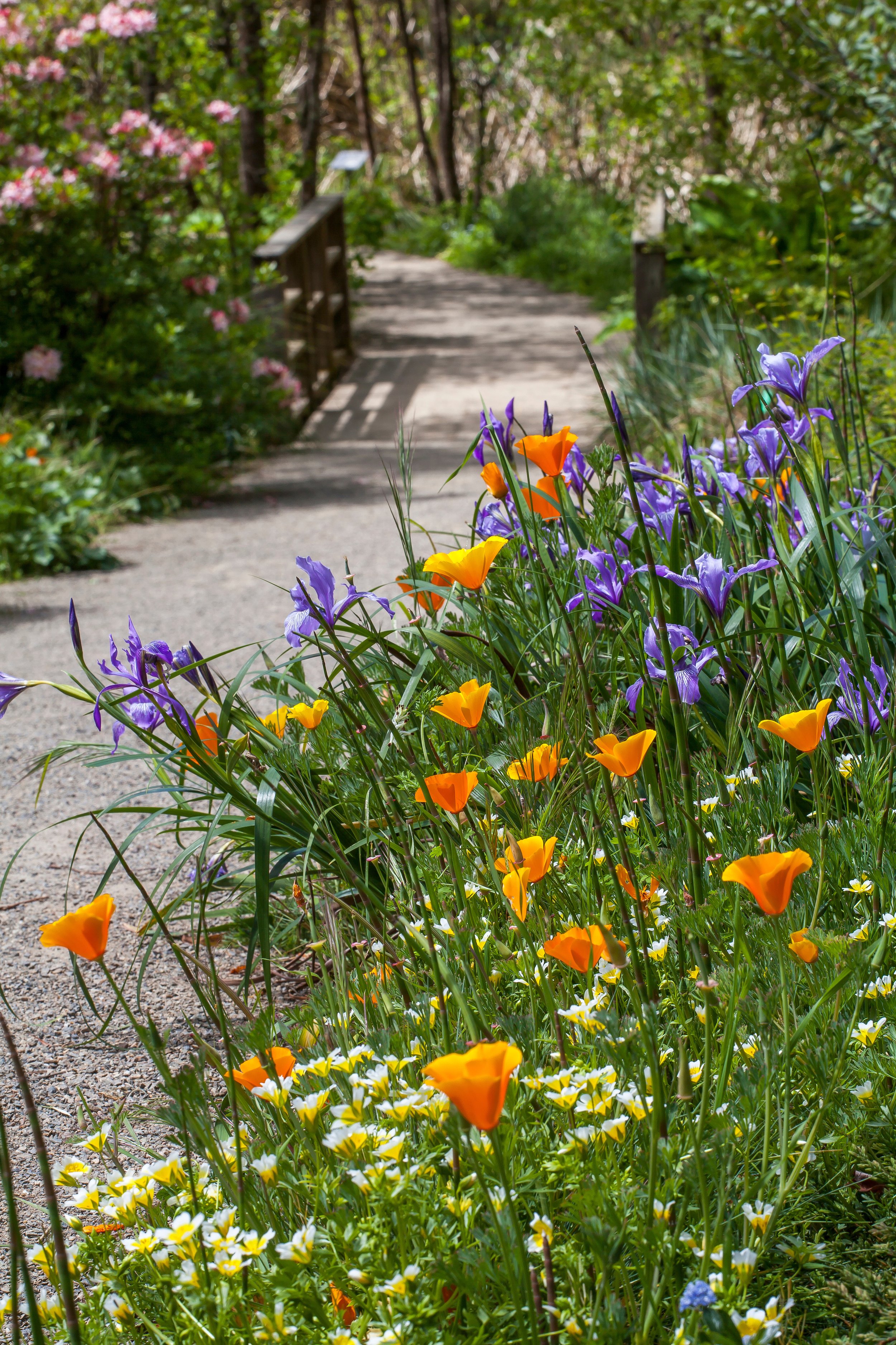 SAXON Iris poppy meadowfoam SF Botanical Garden .jpg