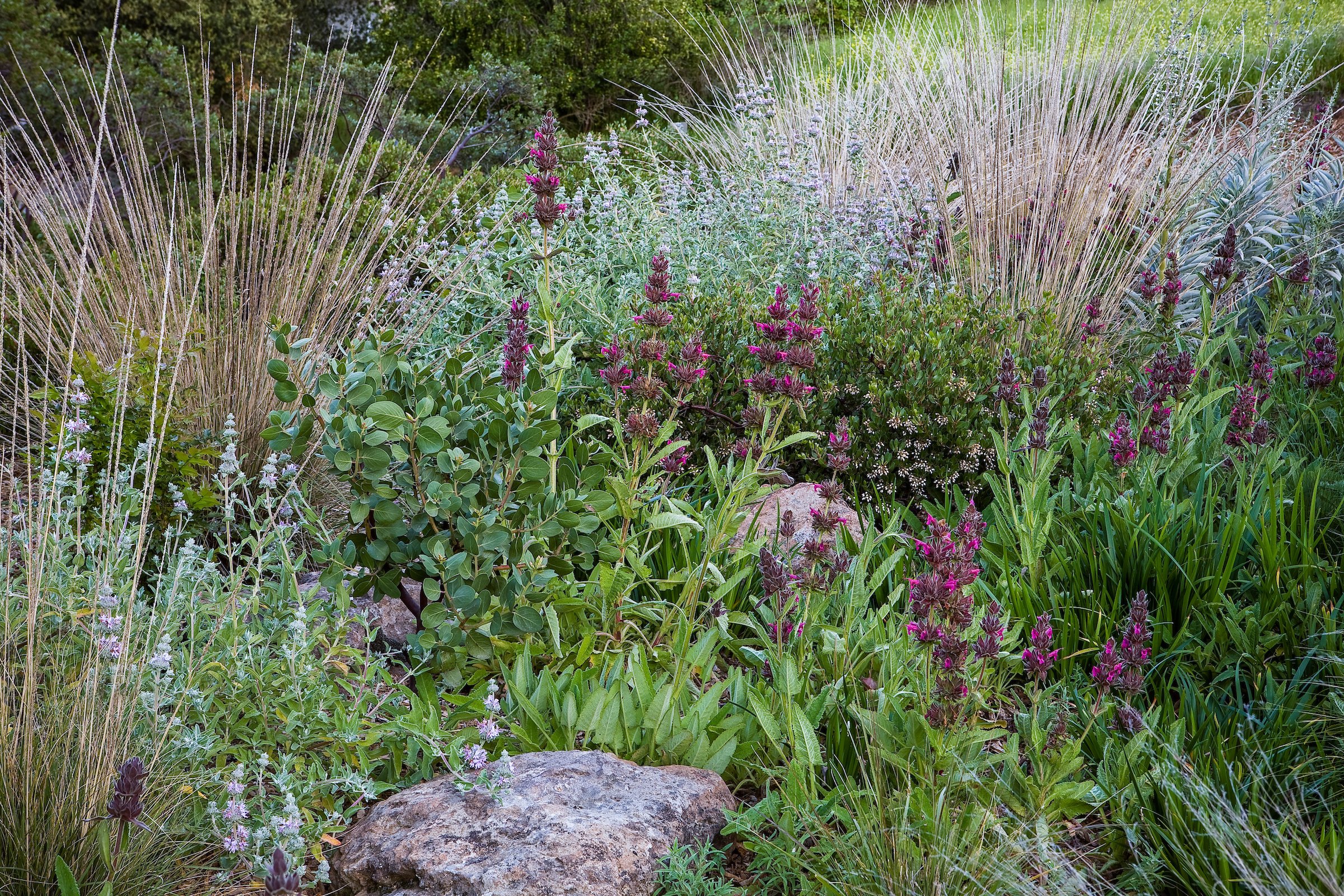 SAXON Salvia spathacea and other natives in tight mixed border good habitat cover and beautiful.jpg