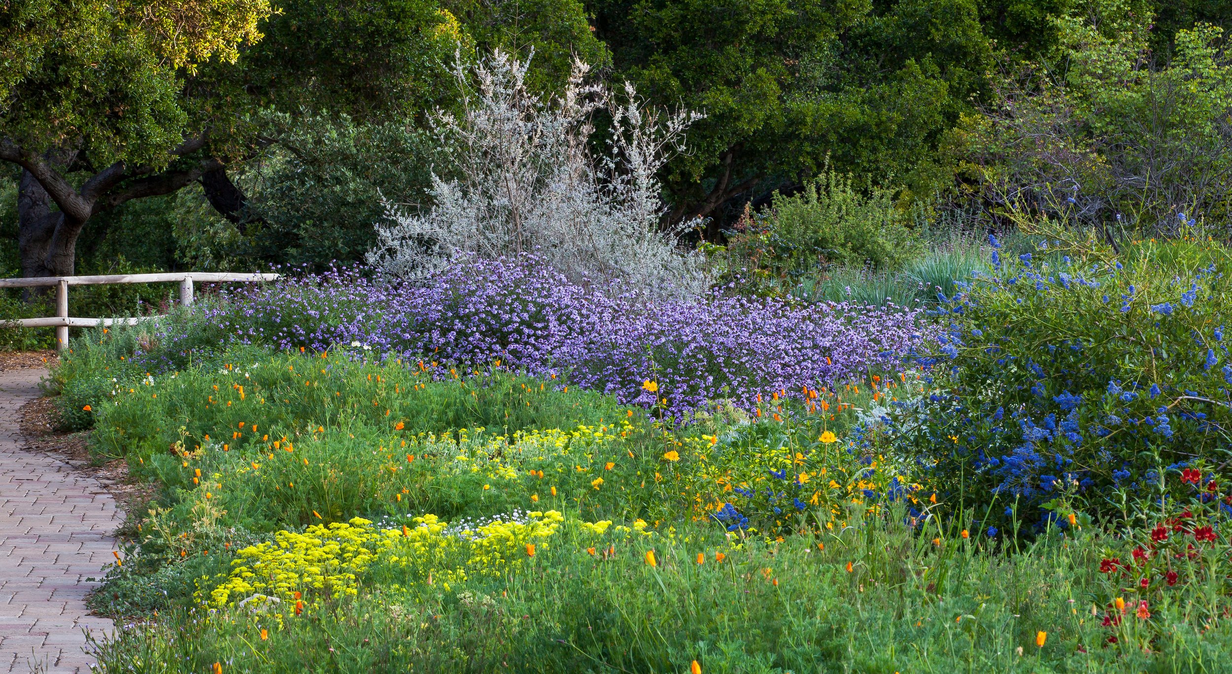 SAXON Mixed border flower garden Santa Barbara Botanic.jpg