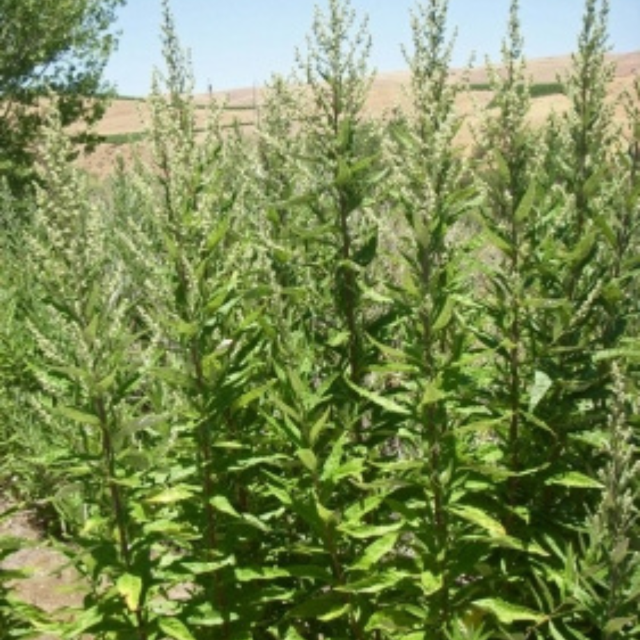 Artemisia douglasiana.png