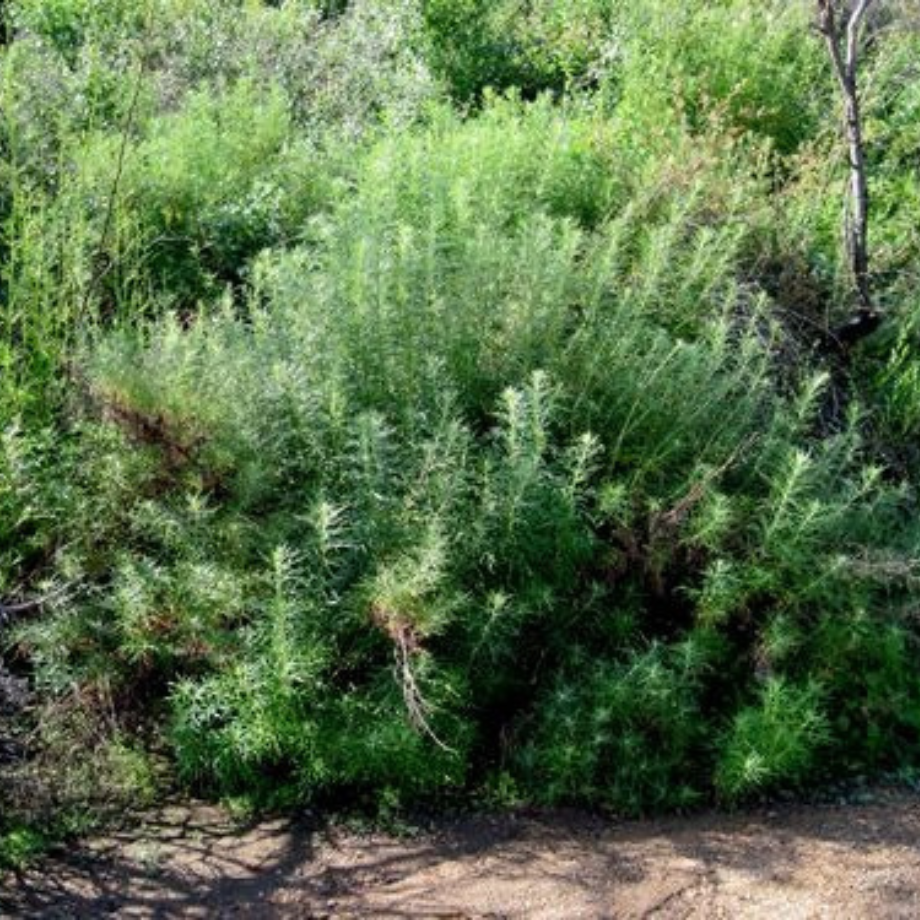 Artemisia palmeri.png