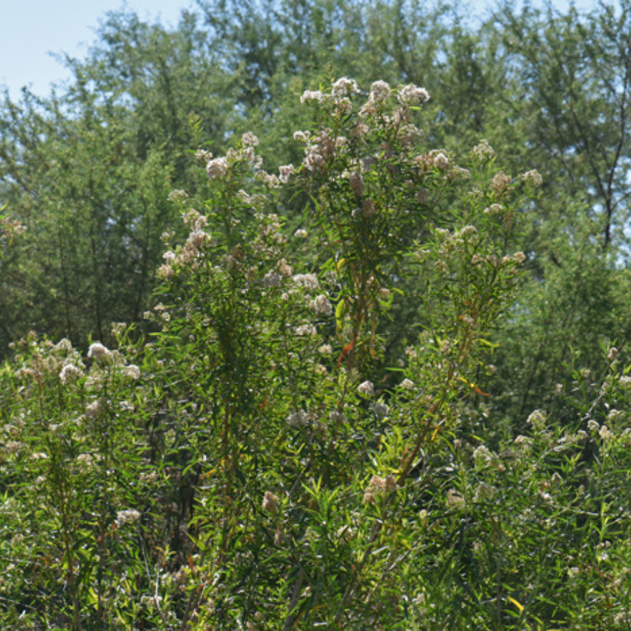 Baccharis salicifolia.png