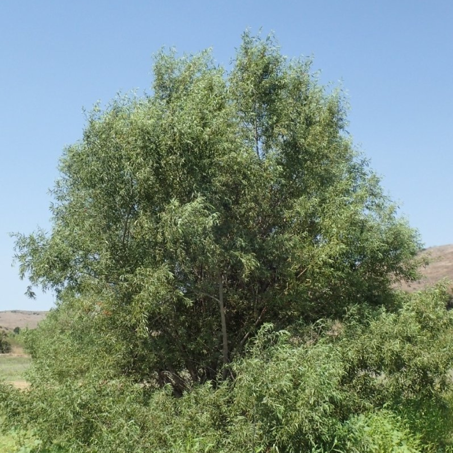 Salix goddingii.png