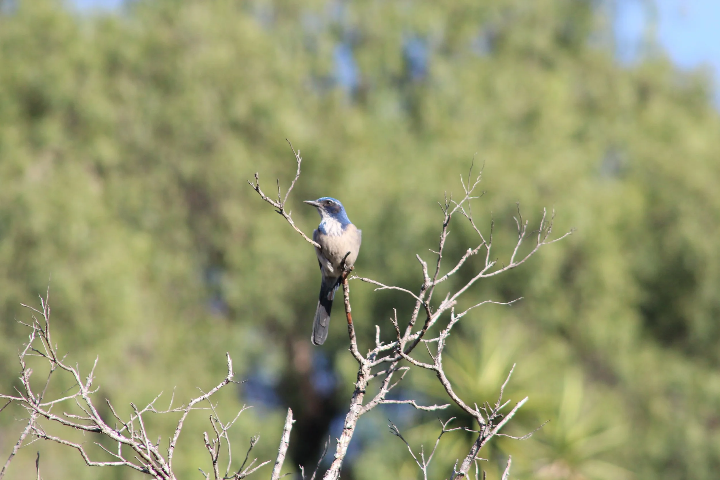 A little about the birds and the bees, but mostly the birds…