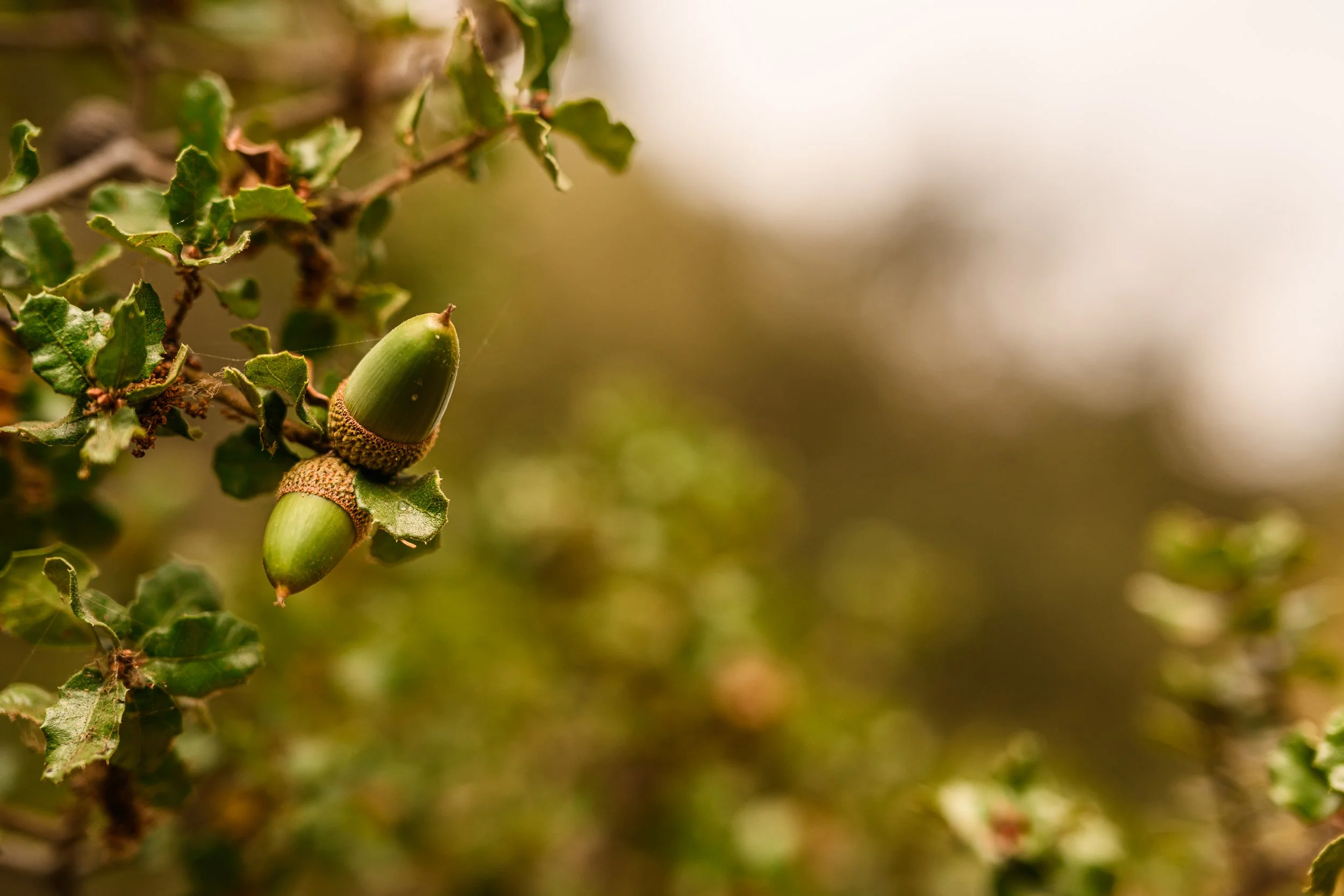 Scrub oak - Quercus berberidifolia - 7025.jpg