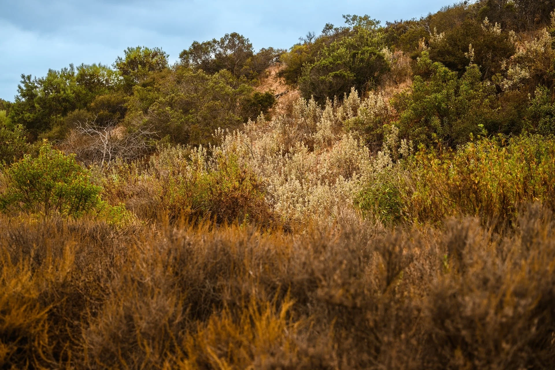 Ideal canyon habitat-6975.jpg