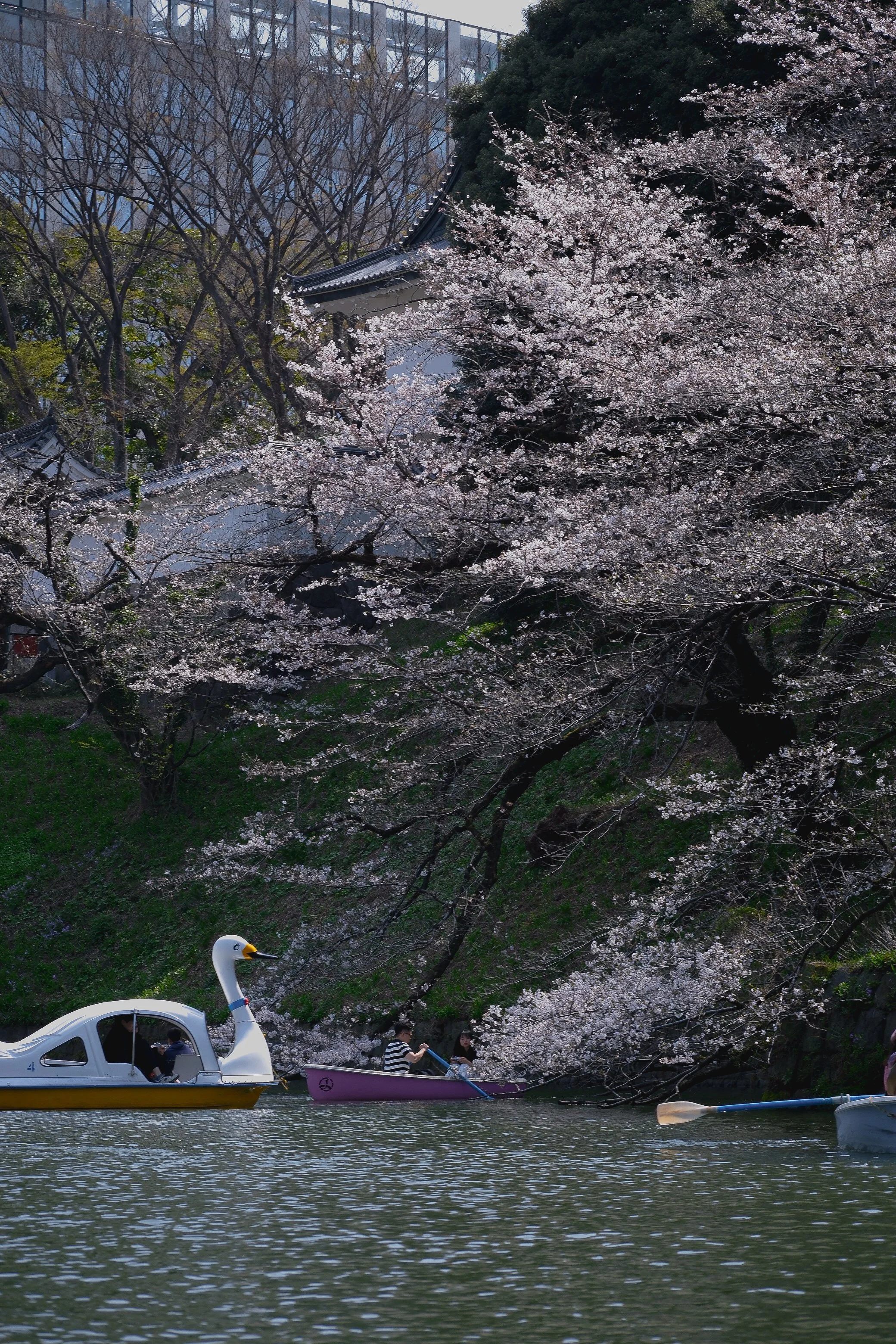 DSCF5099.jpg