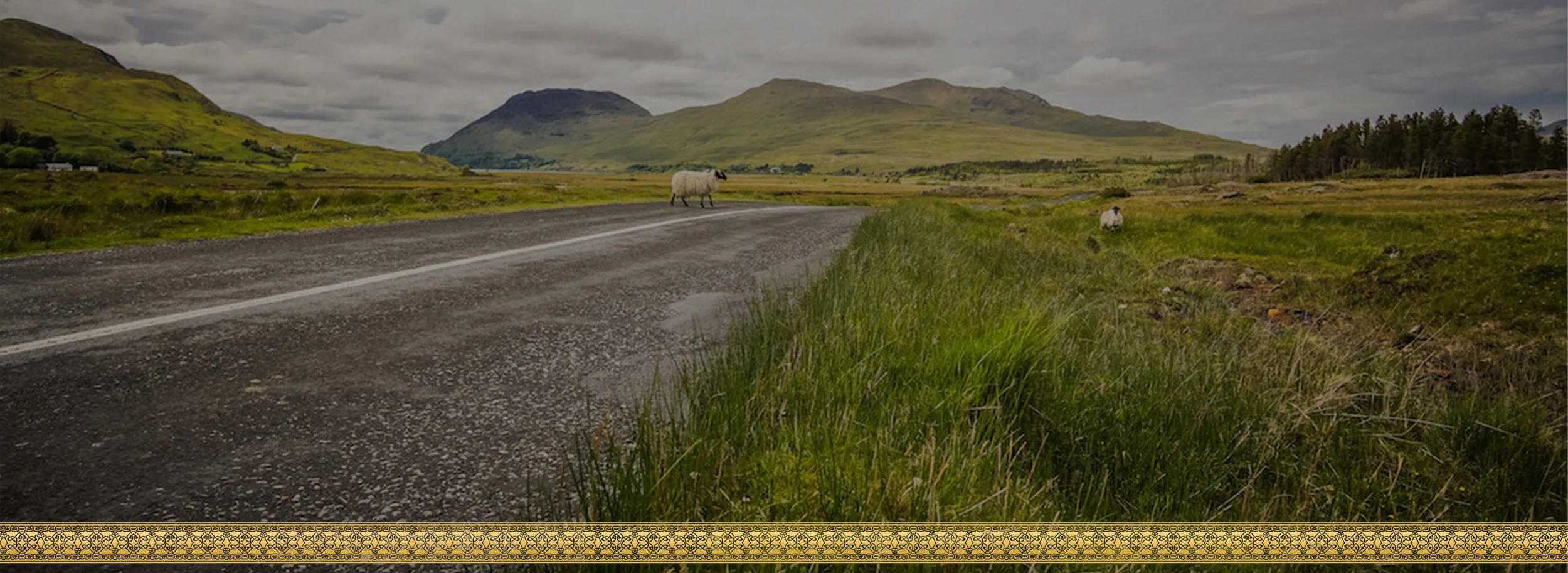 Sheep with banner.jpg