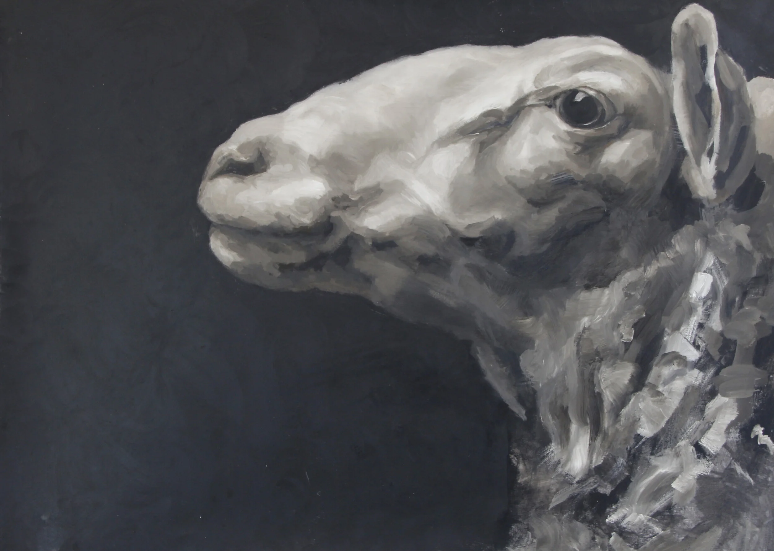 Ewe Facing West - Black Background -Claudia Pettis - 50x37.jpg