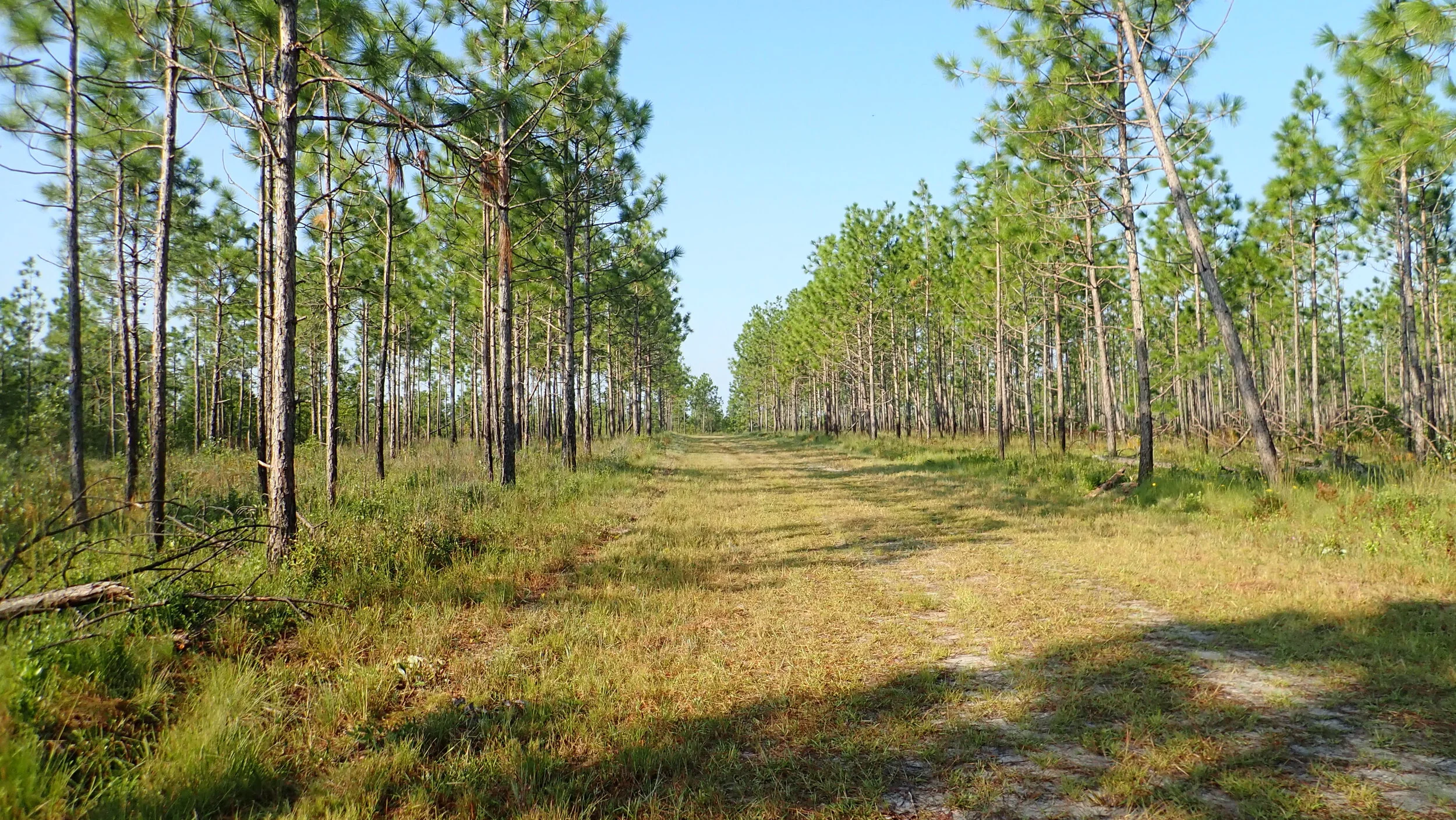 Ohio Gravel Grinders Recap Holly Shelter Game Land Gravel