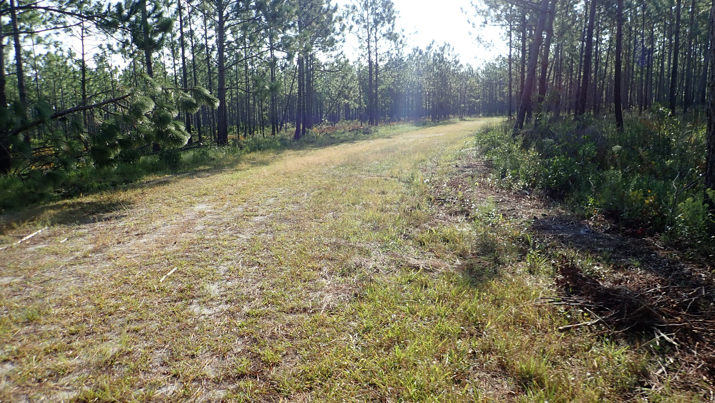 Ohio Gravel Grinders Recap Holly Shelter Game Land Gravel