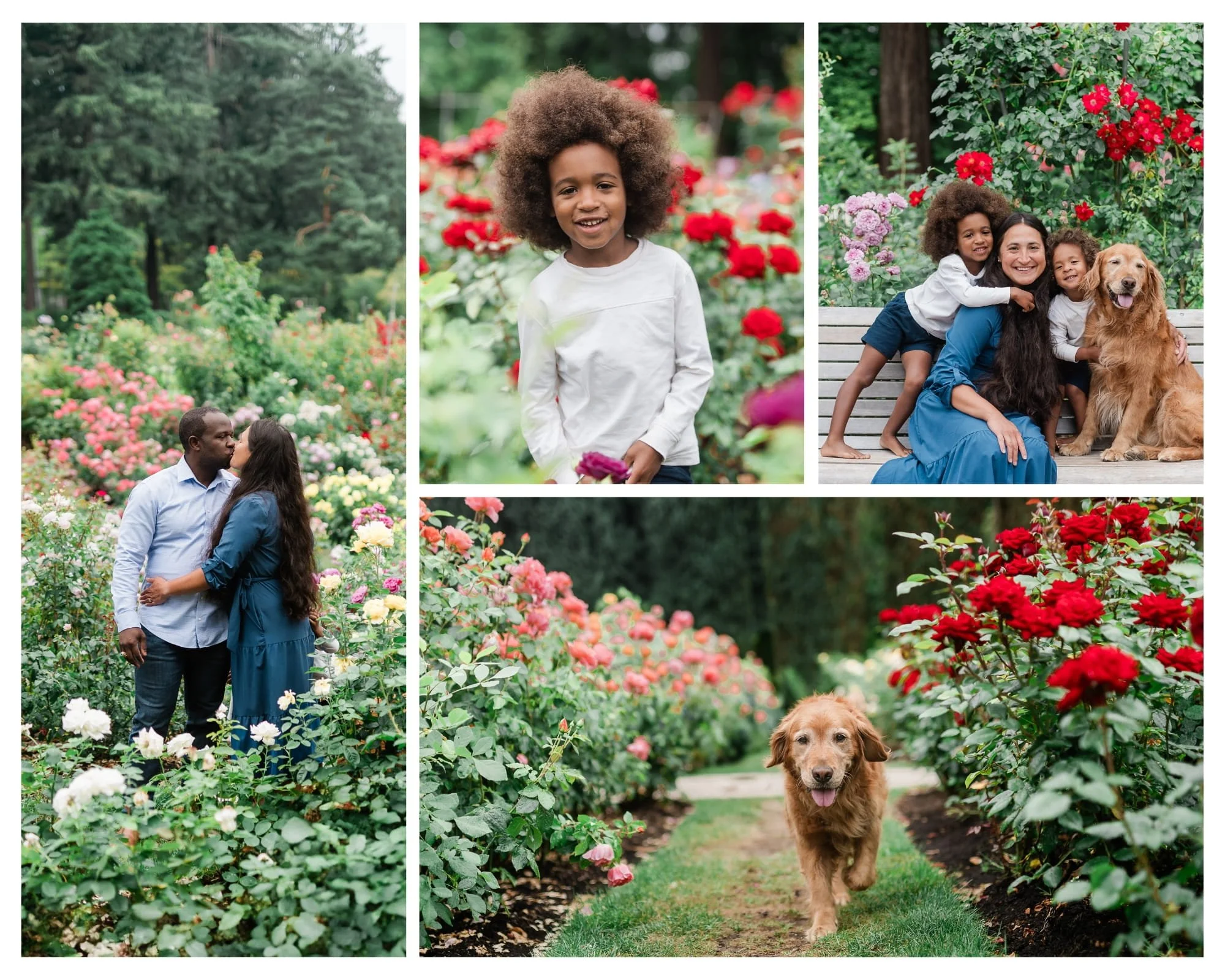 Family photo session at the International Rose Test Garden with parents, children, and golden retriever surrounded by blooming red and pink roses in summer