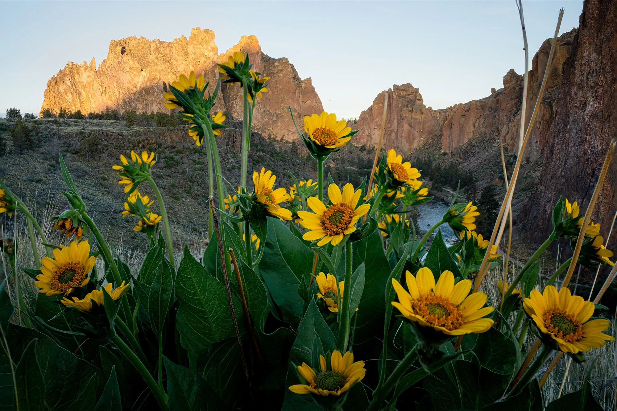 Smith_Rock_Wildflowers_JRG_16x24-.jpg