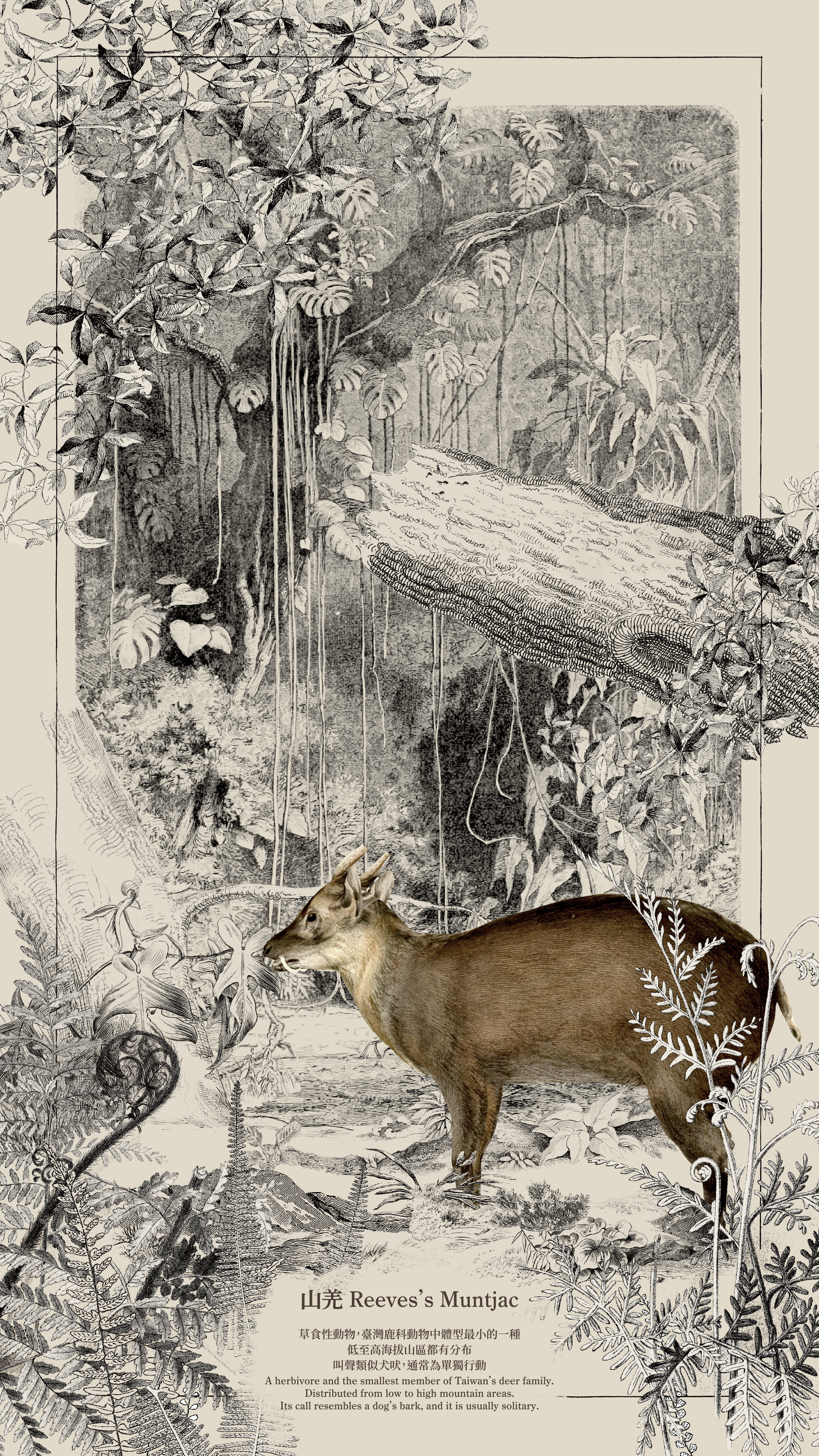 02_muntjac_00124.png