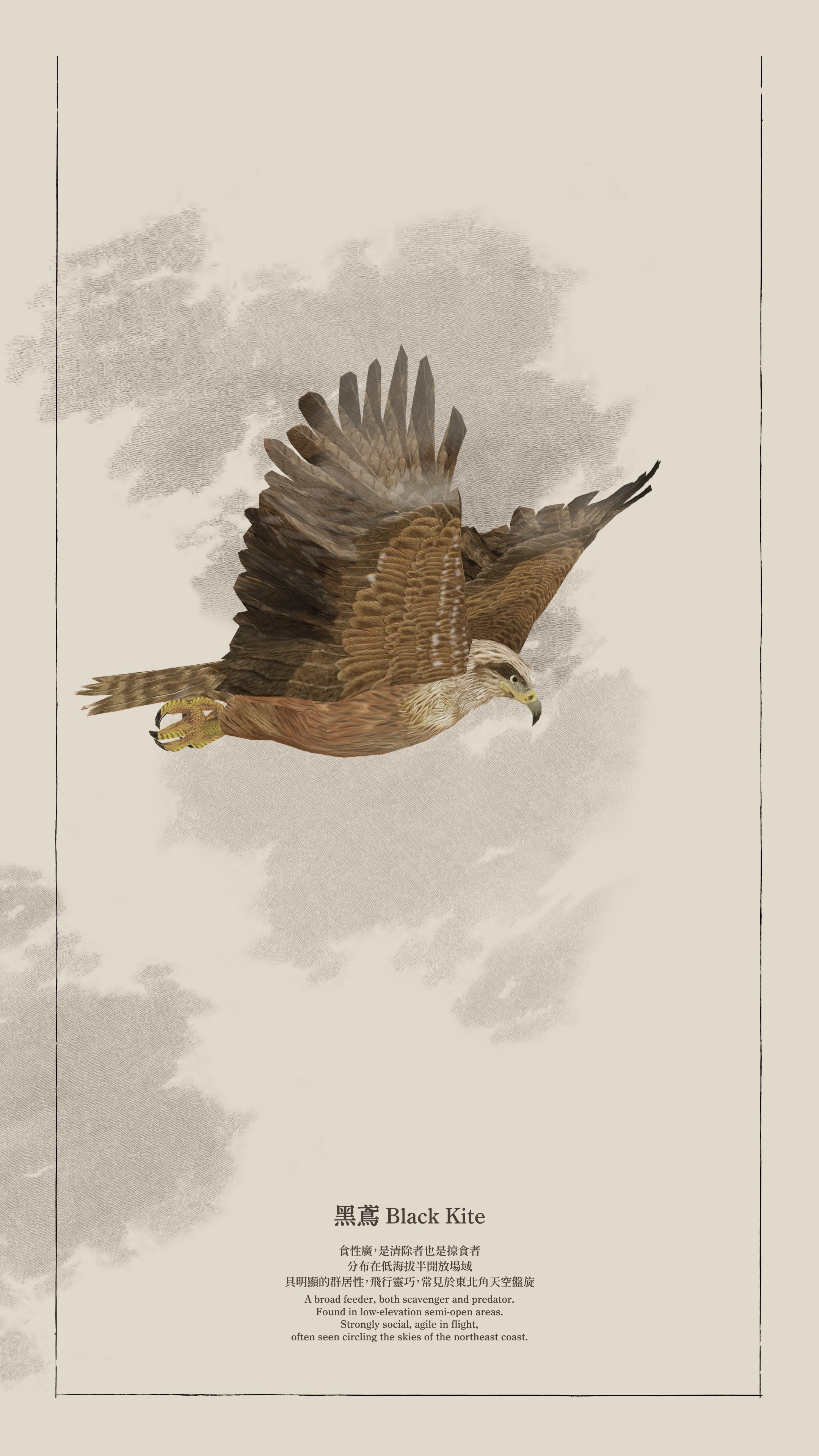 05_blackkite_00101.png