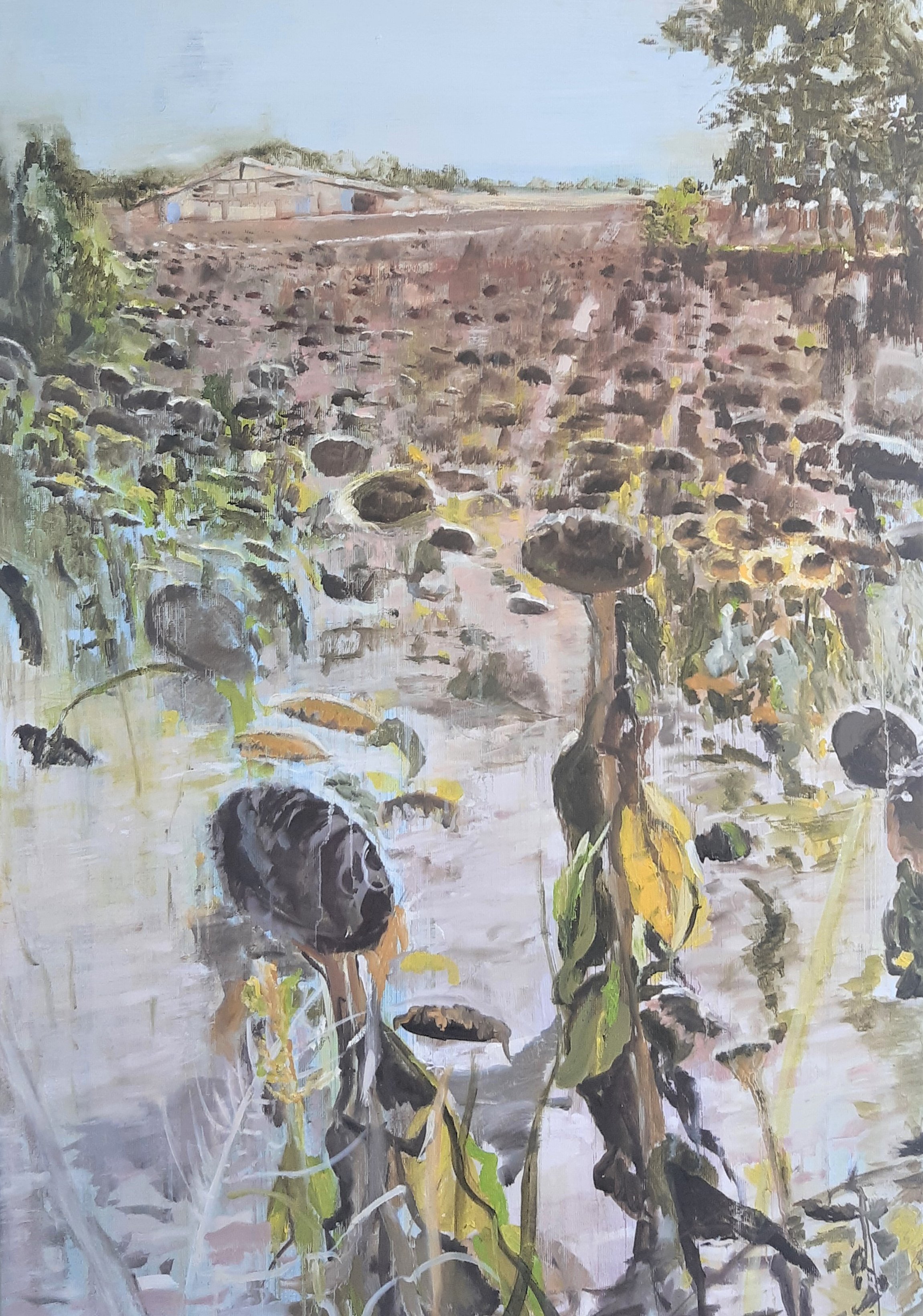 Adieu aux tournesols 2022, olieverf op linnen, 70 x 100 cm