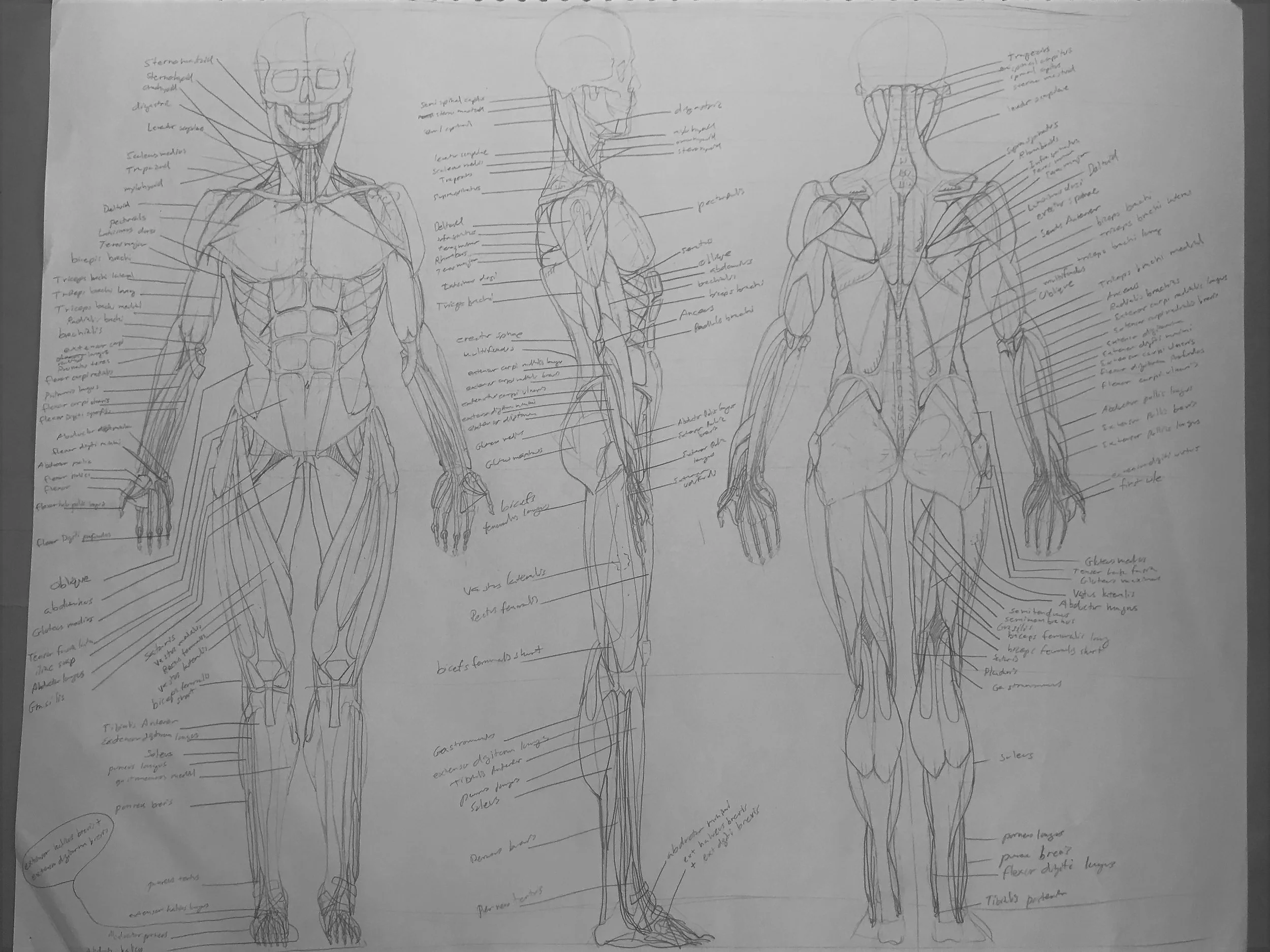 anatomy for website.jpg