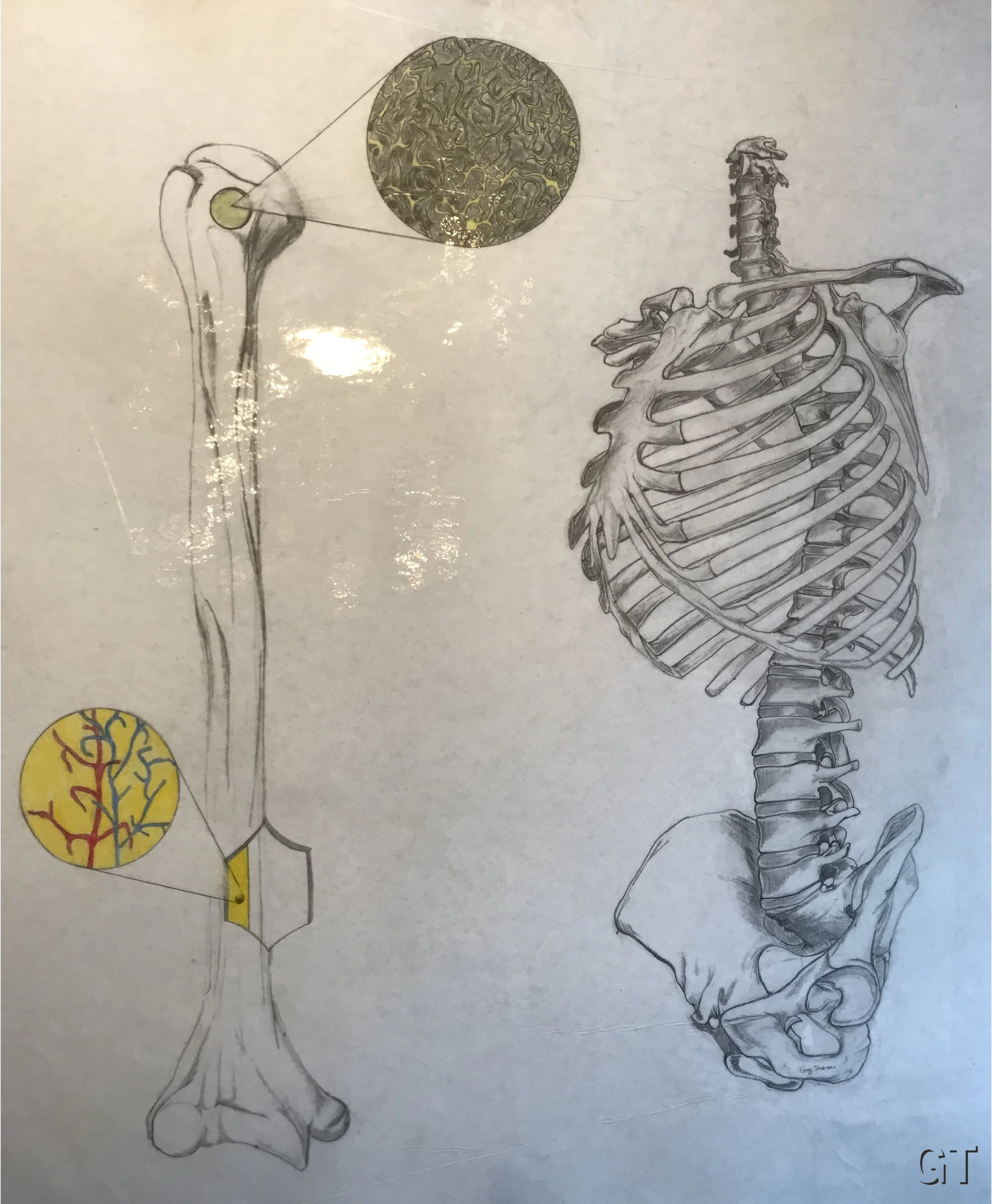 skeleton.jpg