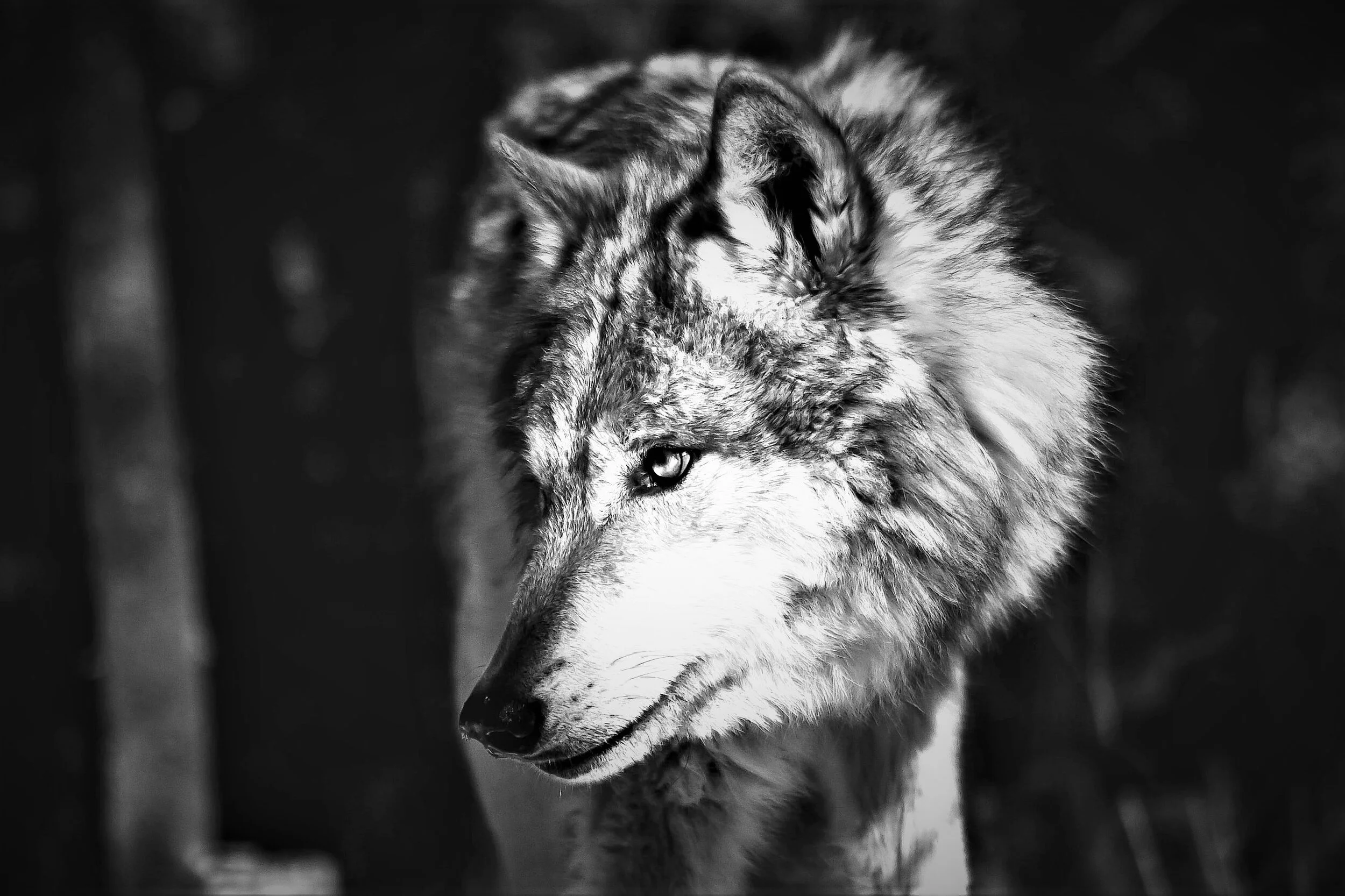 Wolves in Sheep’s Clothing: Jesus Warning on False Prophets