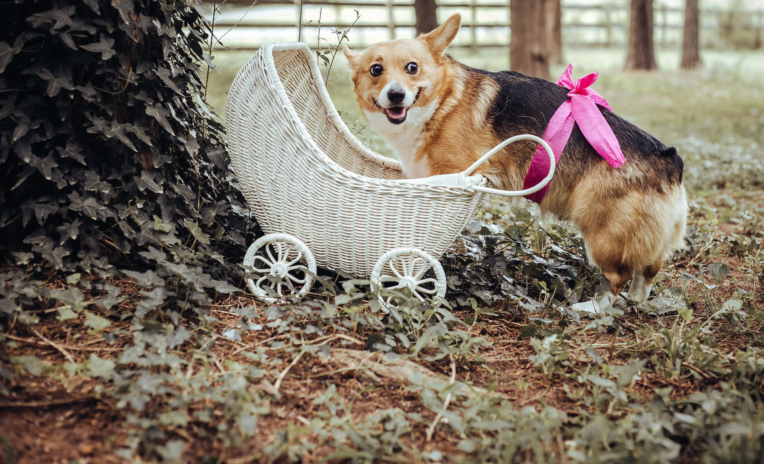 In August, my Corgi, Kaya was due to have a litter of pups. We were expecting her to have 3-5 (because her belly was pretty small)….