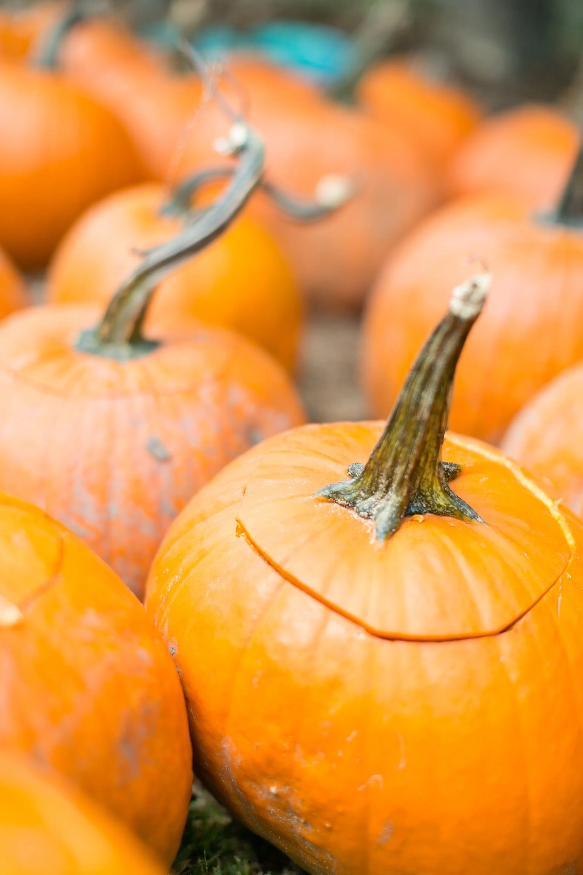 Kids Fall Crafts on the Farm