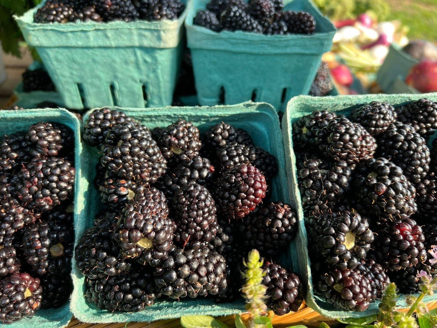 The best part of Tuesday? The Serenbe Farms Pop-Up Market, of course! 👨&zwj;🌾🌶 Join us today from 4:30-7pm at Serenbe Farms to shop fresh-picked organic produce and local favorites we know you&rsquo;ll love!⁠
⁠
What&rsquo;s in the lineup?⁠
🥚 Smyl