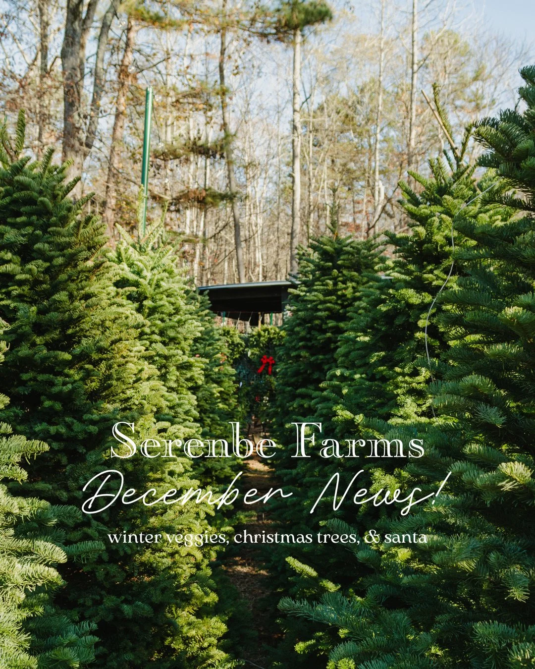 Happy December! We are so excited for everything happening on the farm this season. Save this post for all things holiday, organic, and fun!⁠
⁠
🥬 Winter Organic Veggie Pop-Up - Shop veggies, honey, eggs, cheese &amp; more | Tuesdays 4:30pm-7pm on th