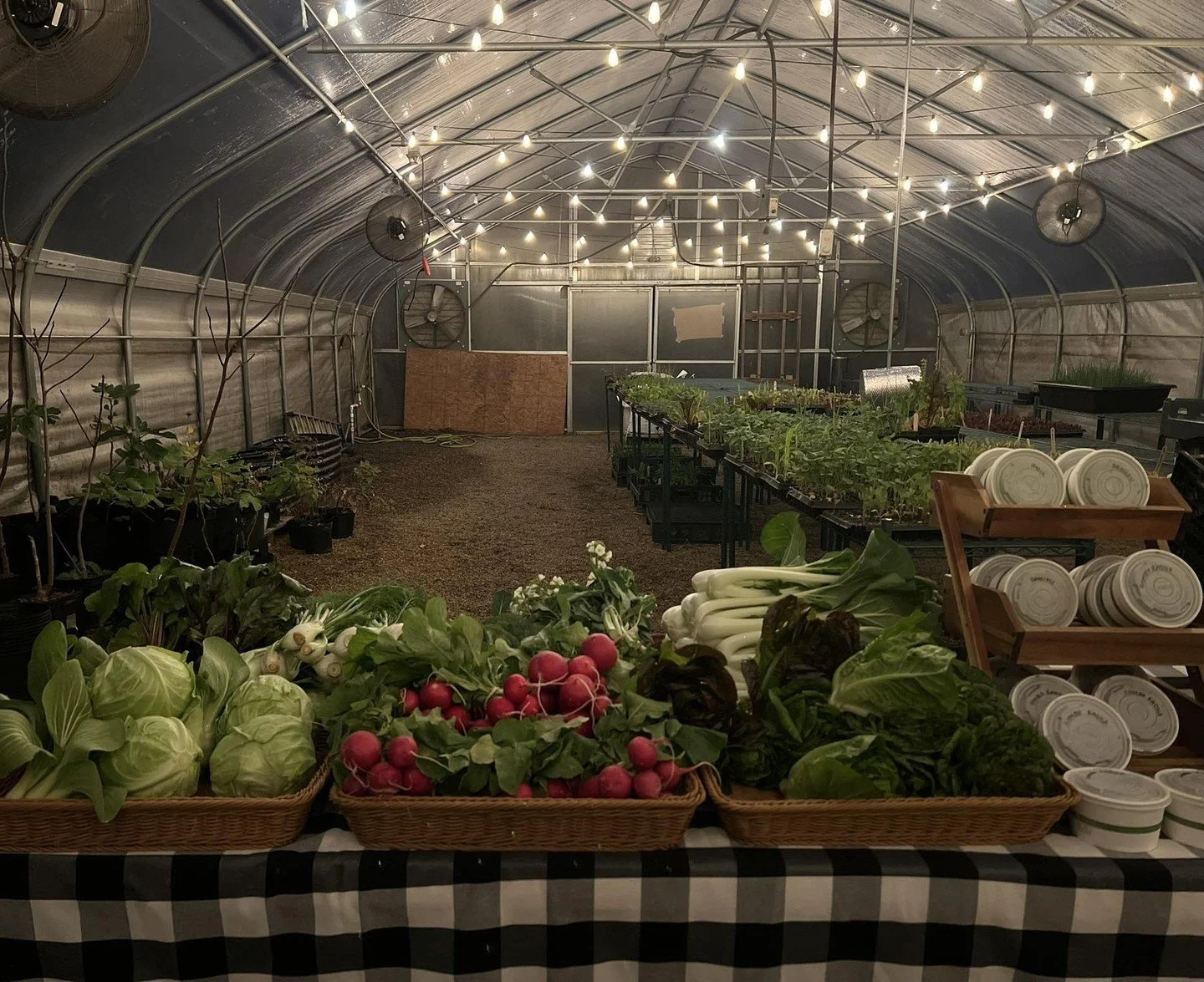 Join Farmer Tristan tonight on the farm from 4pm-6:30pm for a fresh pick of organic veggies, straight from our fields to yours! 💚 Stay healthy this holiday season. It's chilly outside, but warm and cozy in the greenhouse!