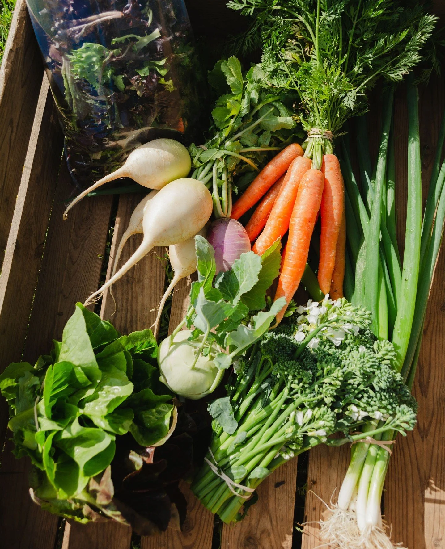 Complete your Christmas dishes with organic veggies, baked goods, and more at our Tuesday Pop-up Market in the greenhouse 4pm-6:30pm 12/23. Straight from our fields to yours! 💚 Stay healthy this holiday season.
