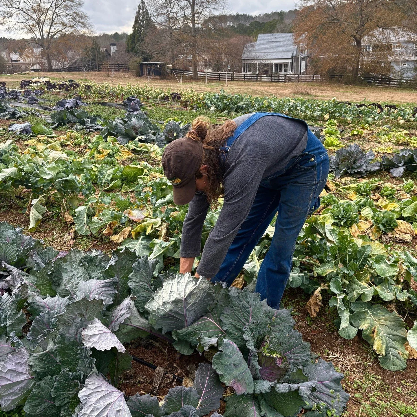 Join us under the lights in our cozy greenhouse tonight to shop the latest harvest from the farm. Organic veggies, baked goods, and more at our Tuesday Pop-Up Market in the greenhouse 4pm-6:30pm. Straight from our fields to you! 💚 Stay healthy this 