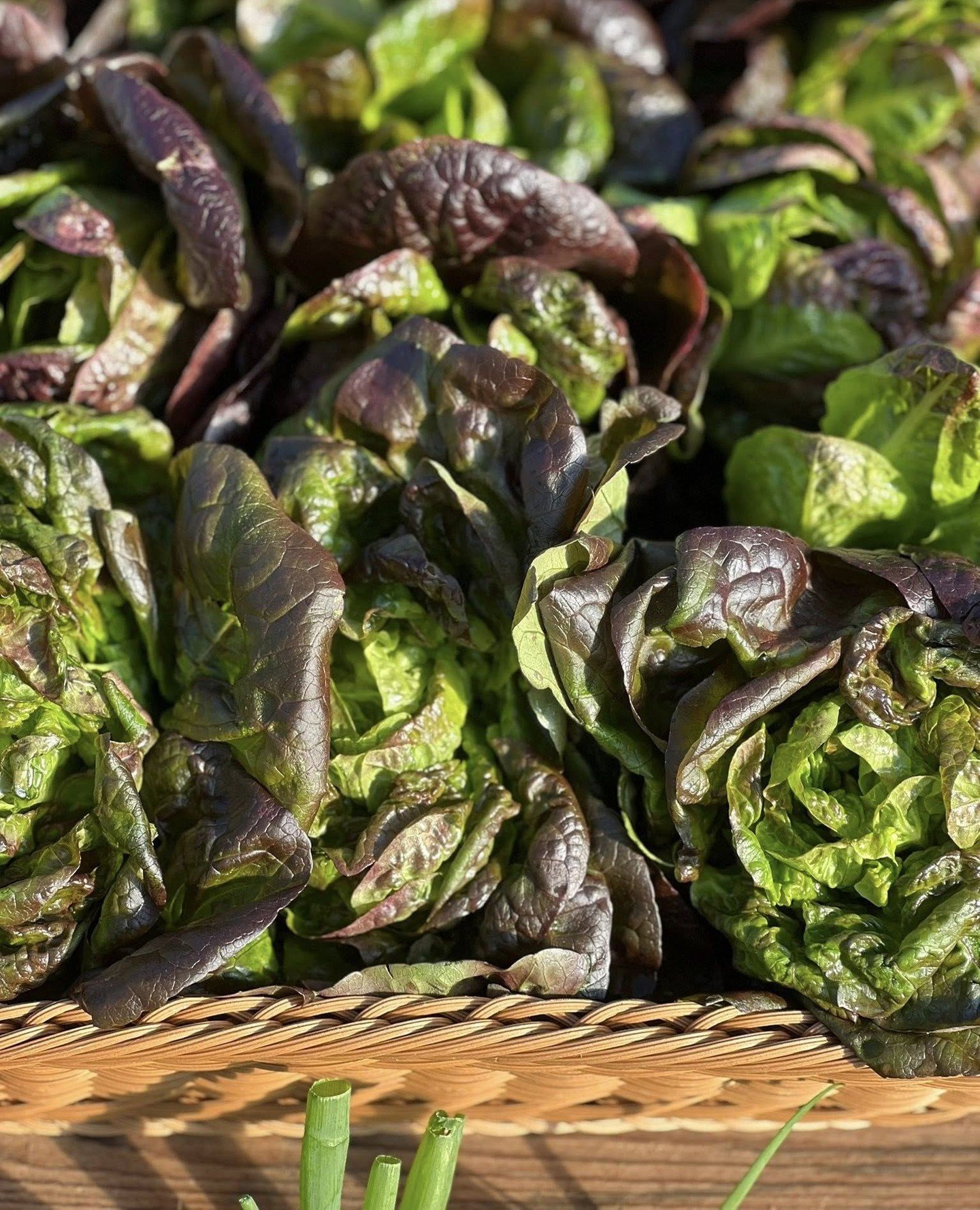 Join us under the lights in our greenhouse tonight to shop the latest harvest from the farm. Organic veggies, baked goods, and more at our Tuesday Pop-Up Market 4pm-6:30pm. Straight from our fields to you! 💚 If you can't make it tonight, catch us at