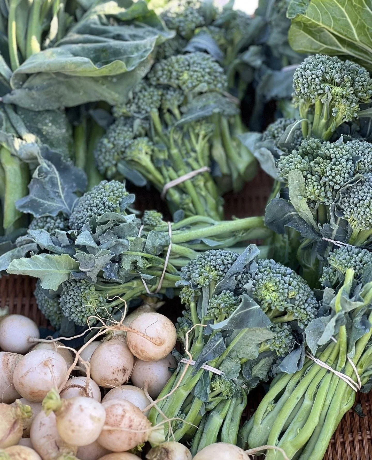 Shop our latest harvest this evening in the greenhouse! Organic veggies, baked goods, and more at our Tuesday Pop-Up Market 4pm-6:30pm. Straight from our fields to you! 💚 If you can't make it tonight, catch us at the Saturday Farmers Market inside G