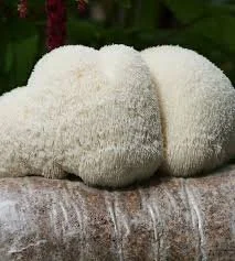 Health &amp; Healing Workshop Series - Mushrooms &amp; Mimosas