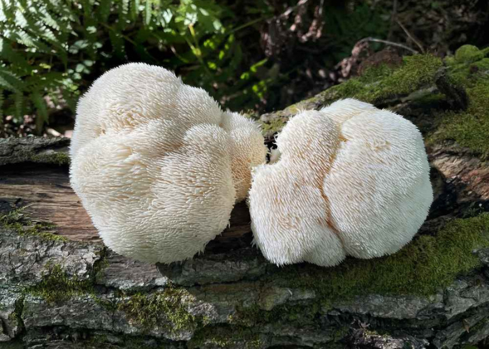 Health &amp; Healing Workshop Series - Mushrooms &amp; Mimosas